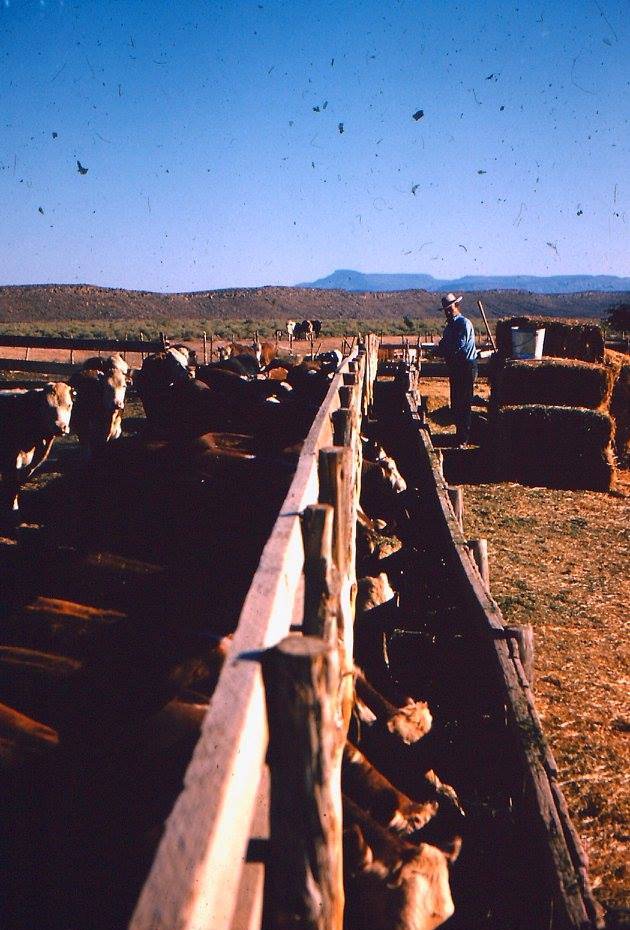 Iliff Andrus and some cattle at a feed trough