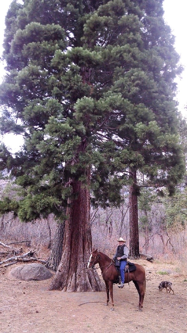 Doug West with the Giant Sequoia
