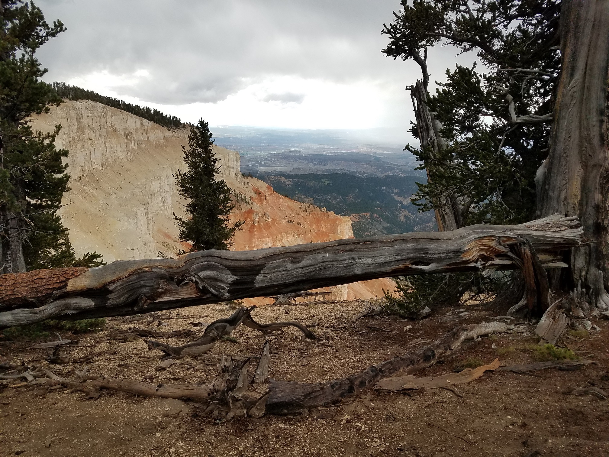 Old logs and a red sandstone cliff as seen from the Powell Point trail