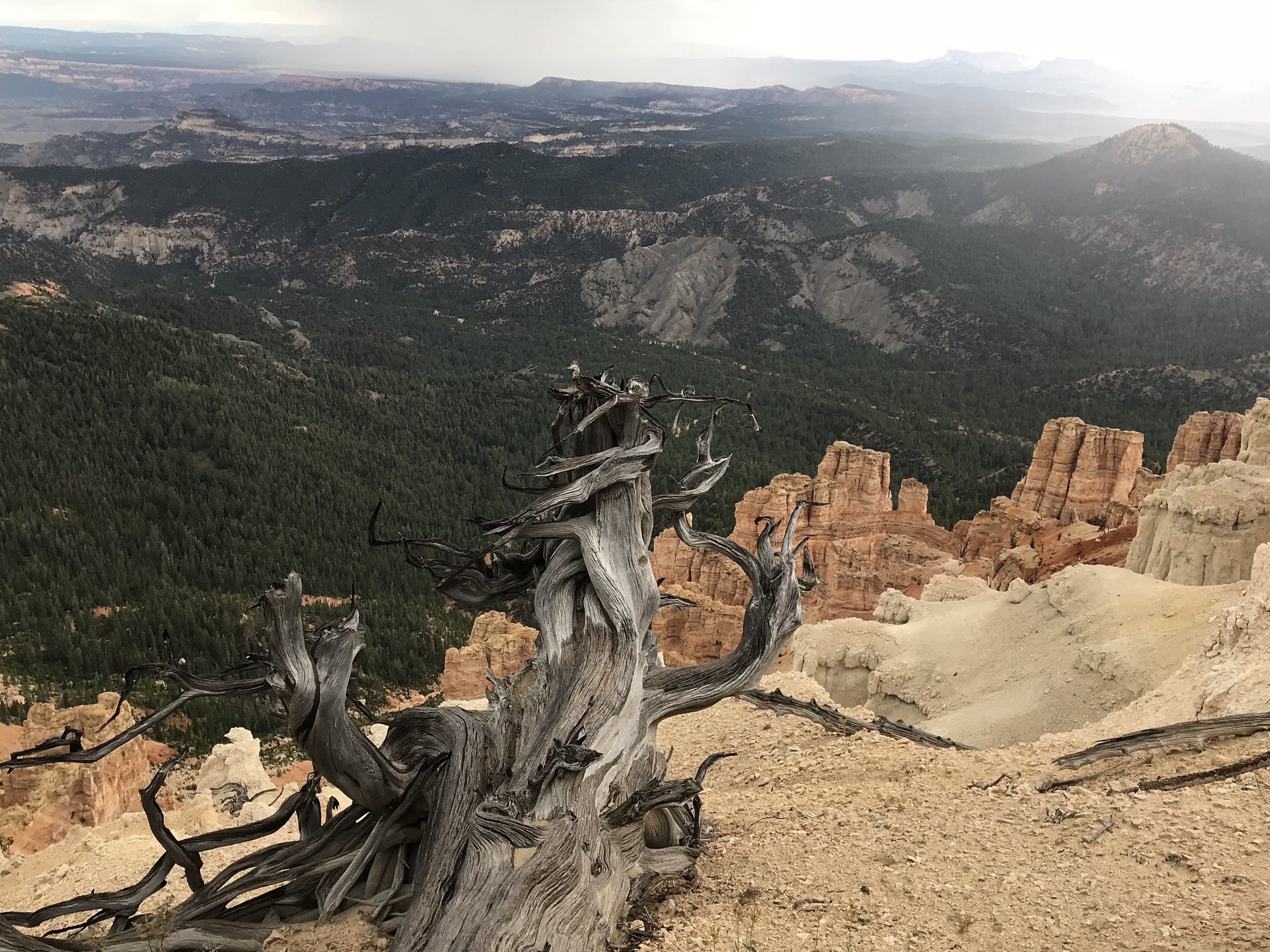 A piece of knarled wood on the red cliffs near Powell Point