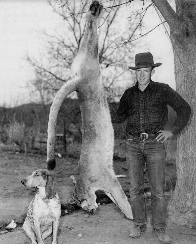 Verl Kelsey and the couger he got at Central, Utah in 1940