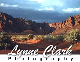 Lynne Clark Photography logo