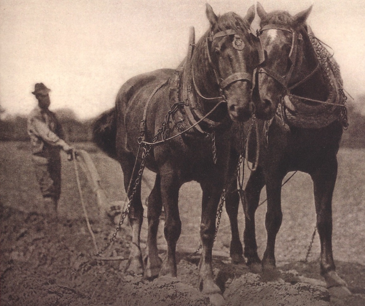 Horses pulling a plow (from the book cover)