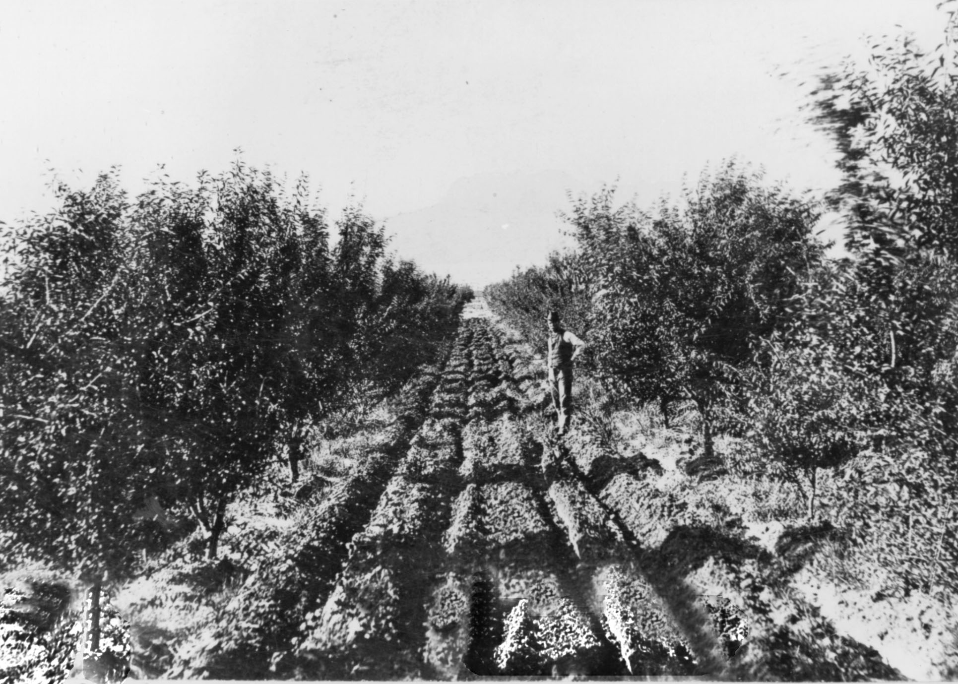 An almond orchard in LaVerkin
