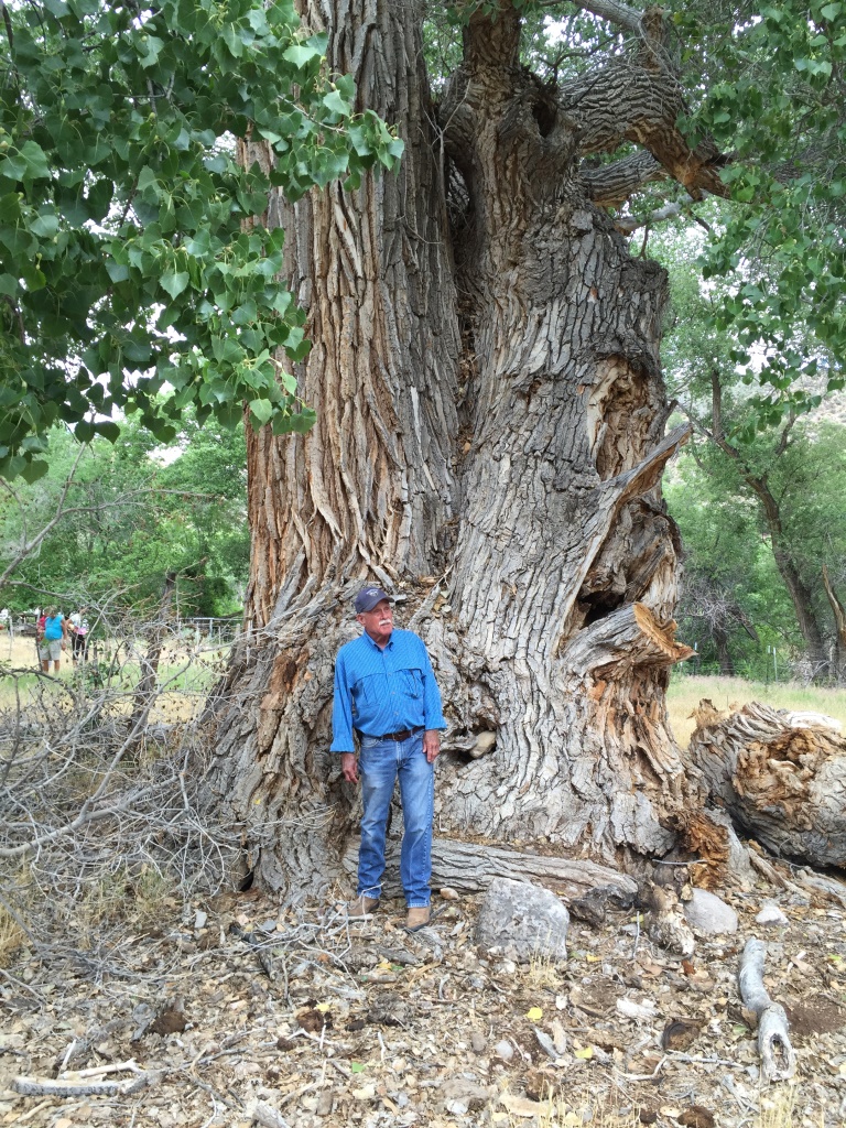 Milt Hokanson in front of a very large and old cottonwood tree