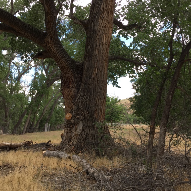 A very large and very old cottonwood tree at the DI Ranch