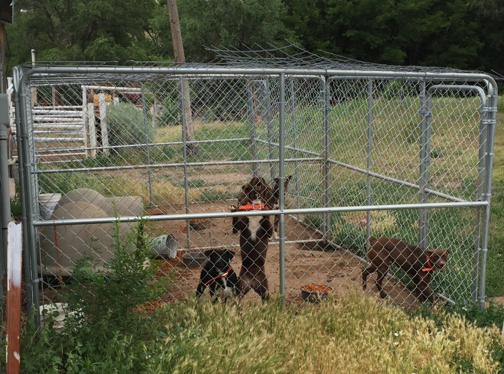 Dog kennel and three dogs at the DI Ranch