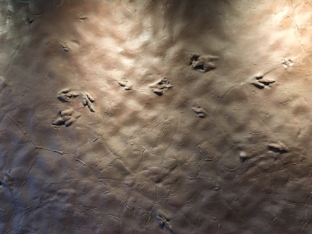 Petrified dinosaur tracks at the Dinosaur Tracks Museum