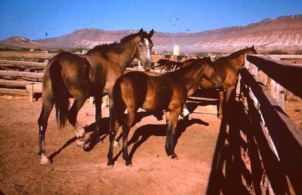 Three horses in a corral at the Andrus Farm