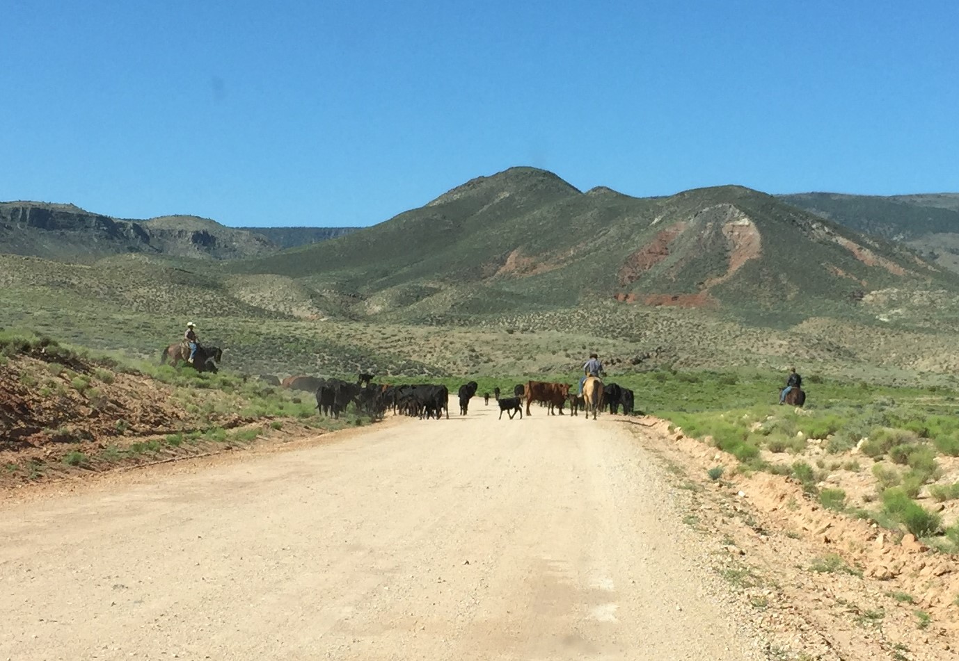 Modern cowboys herding cattle on the Arizona Strip
