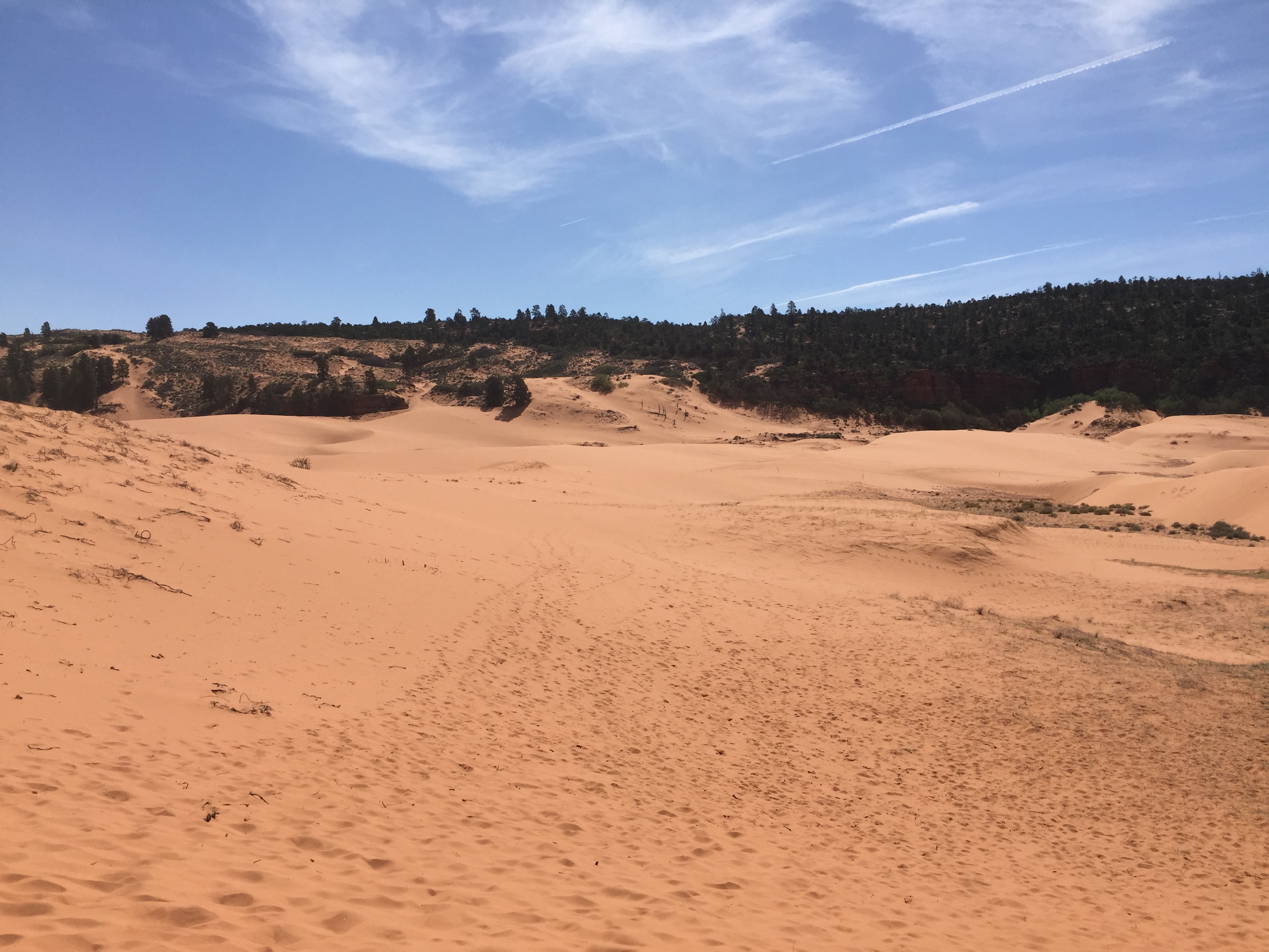 Some sand dunes at the Coral Pink Sand Dunes State Park