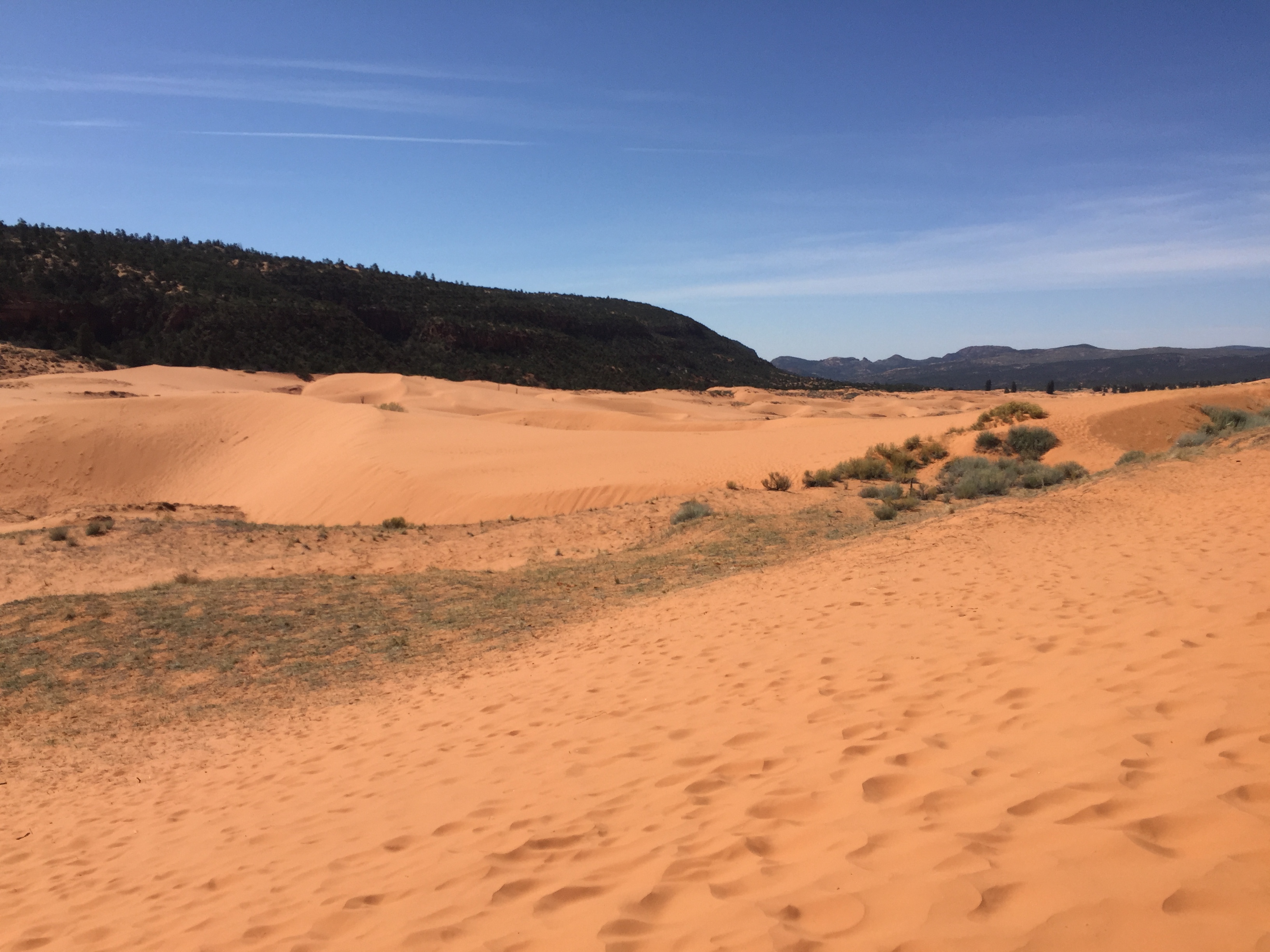 Some sand dunes at the Coral Pink Sand Dunes State Park