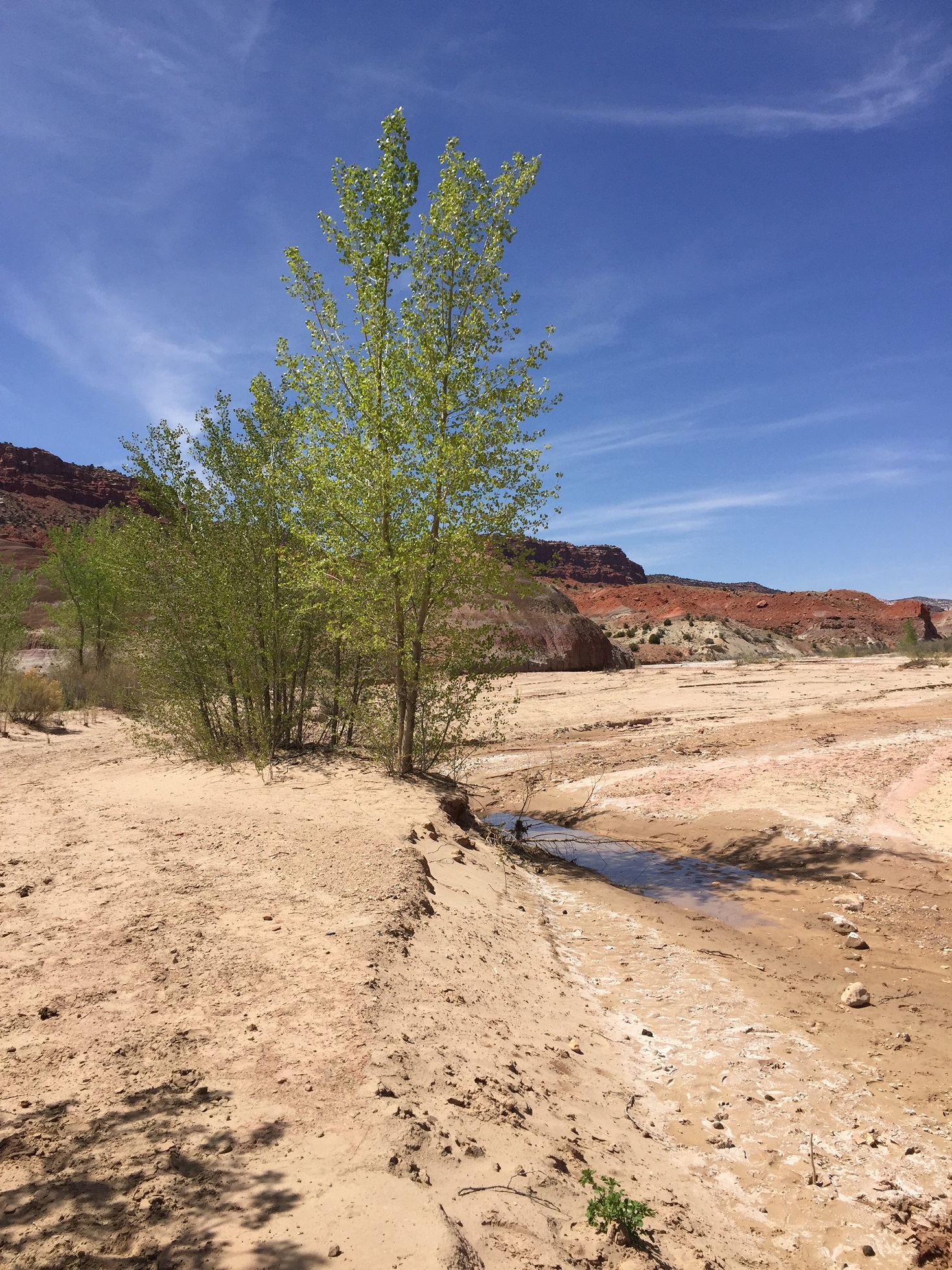 Trees along the river at Paria