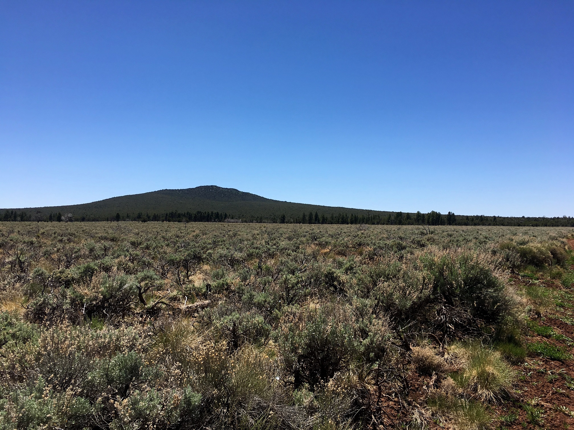 Mt. Dellenbaugh on the Arizona Strip