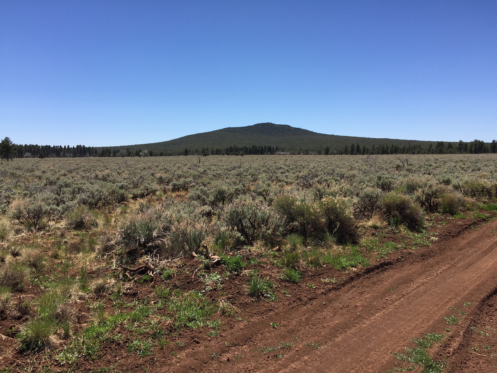 Mt. Dellenbaugh on the Arizona Strip