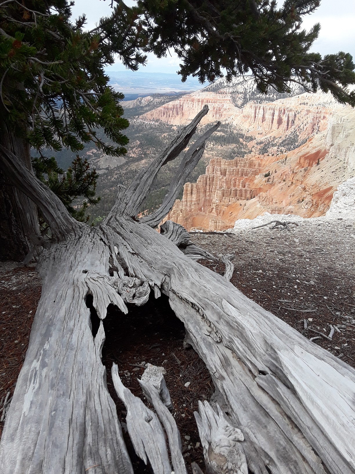An old log and red sandstone cliffs as seen from the Powell Point trail