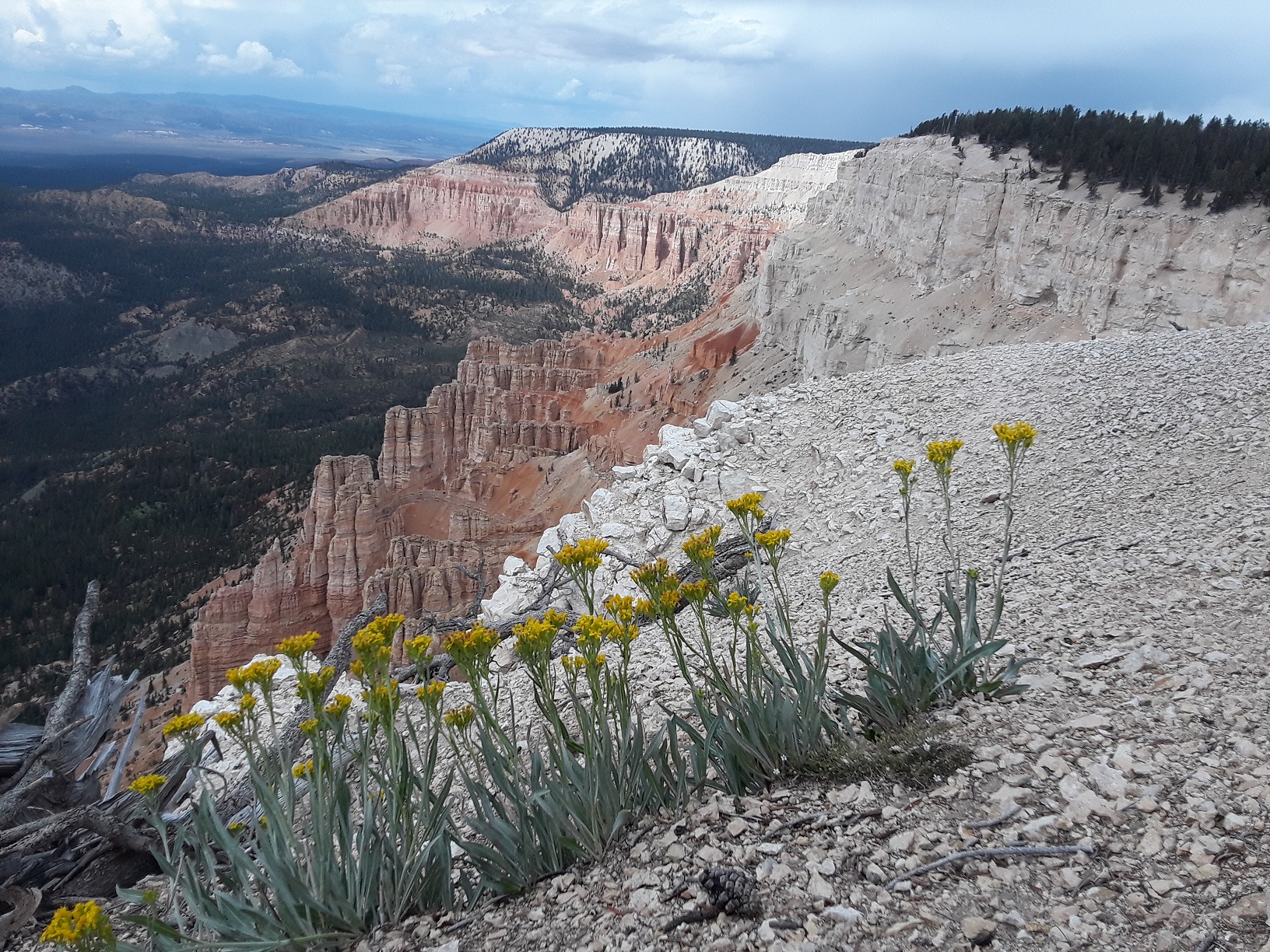 Some wildflowers and red sandstone cliffs as seen from the Powell Point trail
