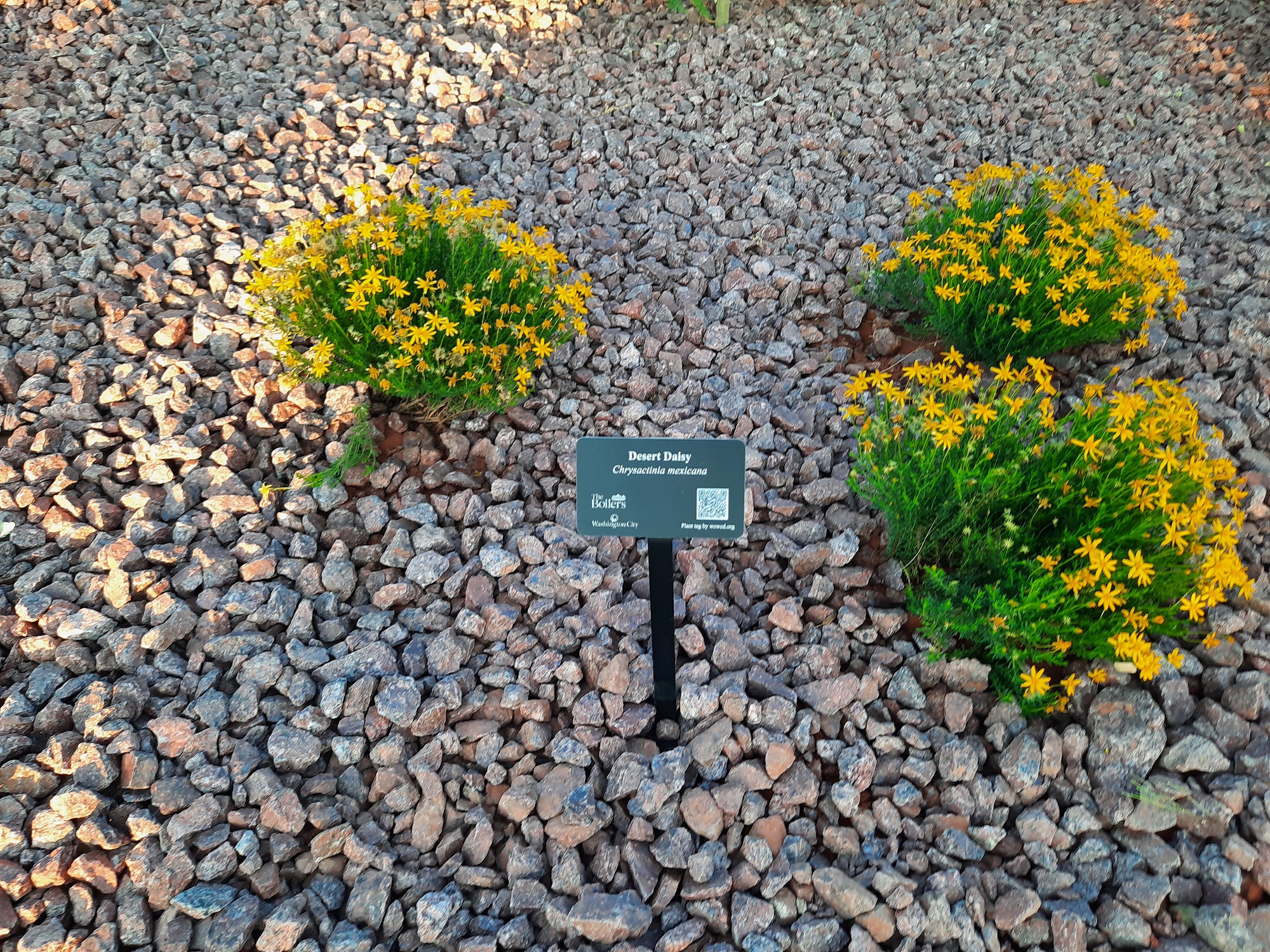 Desert Daisies and an interpretive sign at the new Boilers Park in Washington, Utah