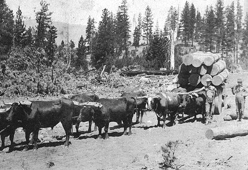 Oxen pulling a lumber wagon