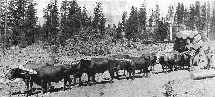 Oxen pulling a lumber wagon
